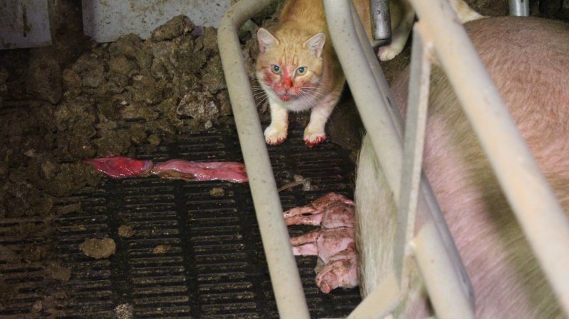 Cat eating dead piglets