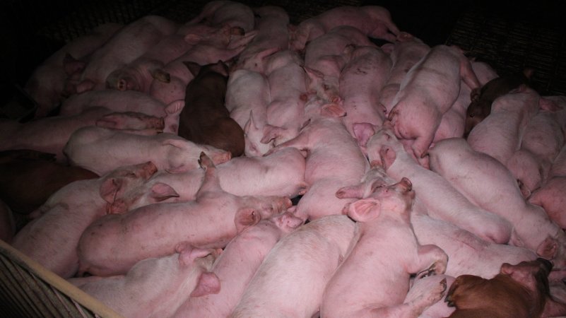 Grower pigs