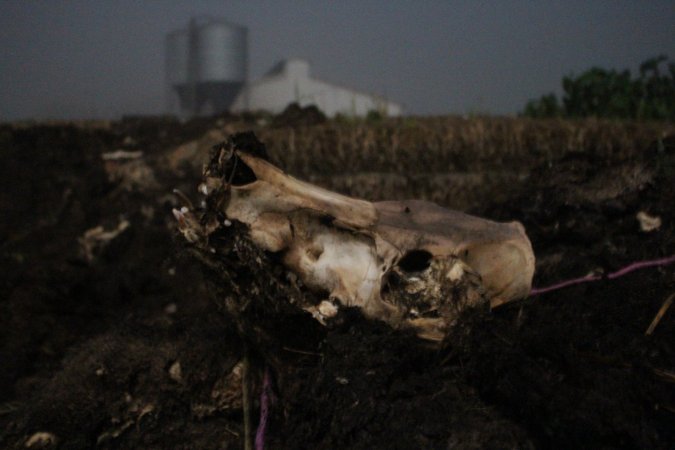 Skull on dead pile