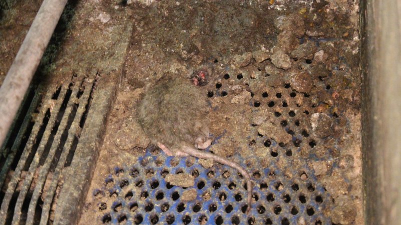 Rat in farrowing crate