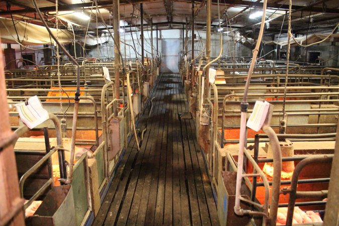 Farrowing crates at Yelmah Piggery SA