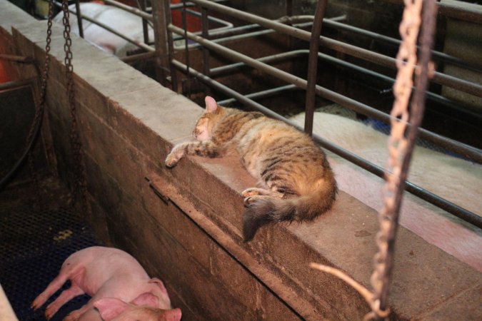 Cat in farrowing crate