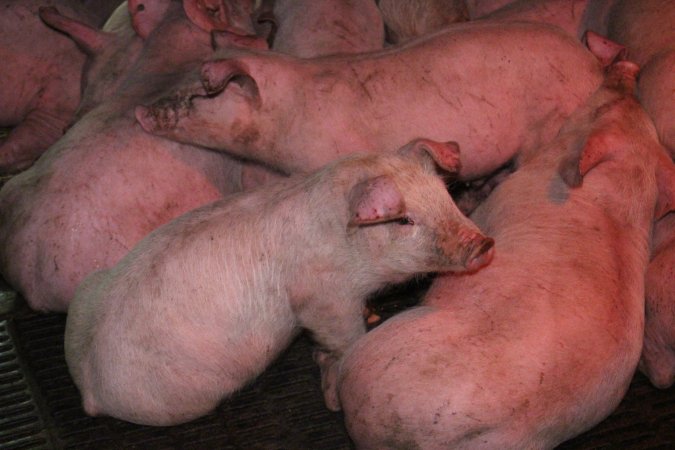 Grower / weaner pigs