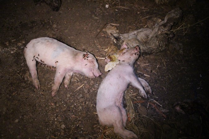 Pile of dead pigs outside
