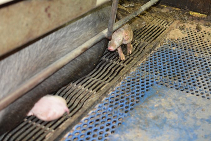 Piglet crushed under mother