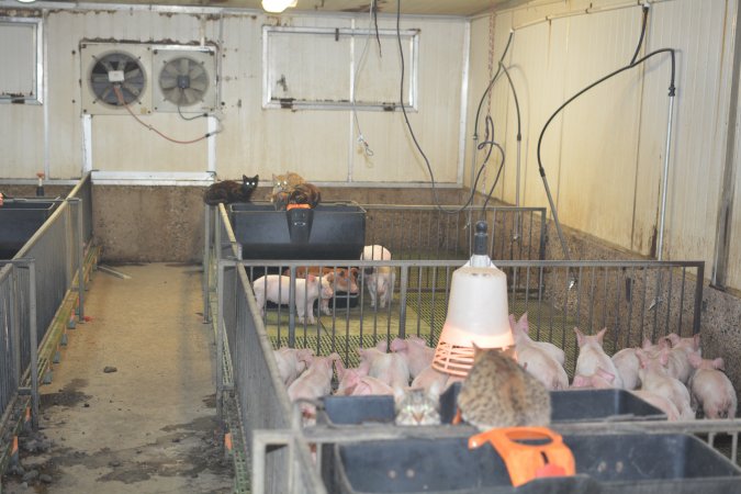 Cats in weaner pens