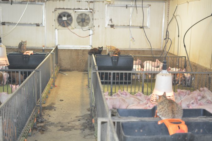 Cats in weaner pens