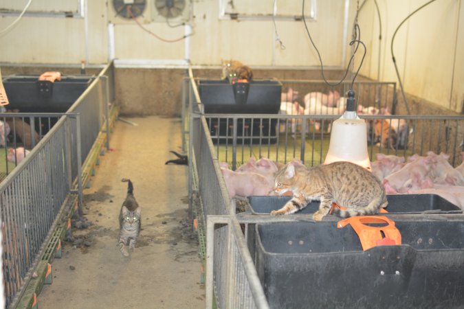 Cats in weaner pens