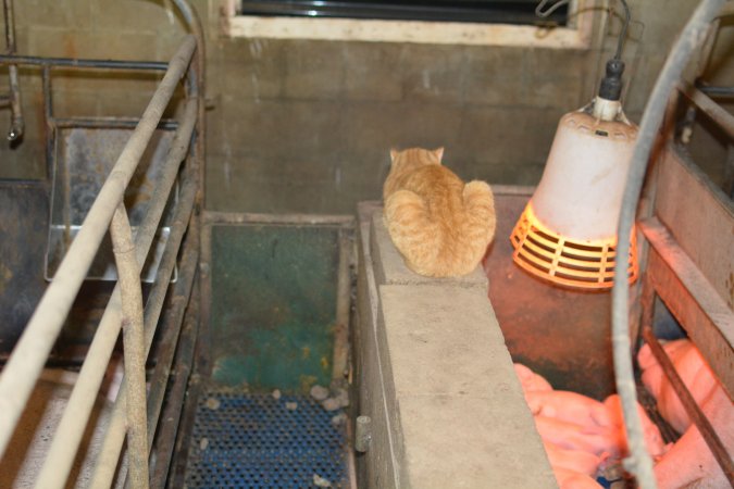 Cat in farrowing crate