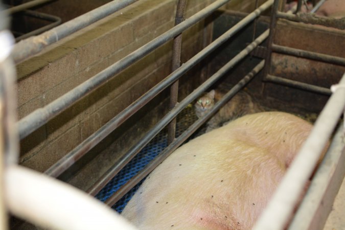 Cat in farrowing crate