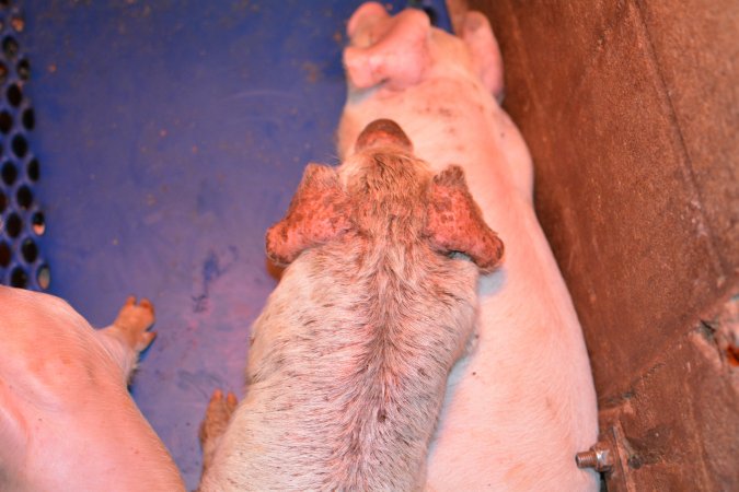 Piglet with mange