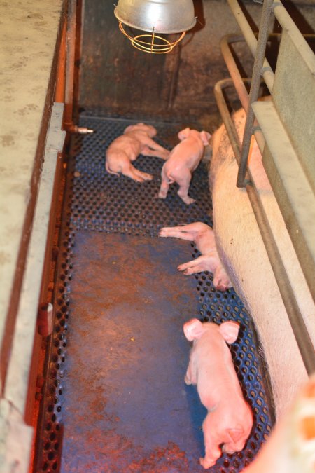 Farrowing crates at Yelmah Piggery SA