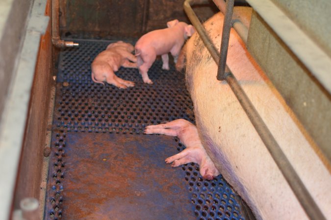 Farrowing crates at Yelmah Piggery SA