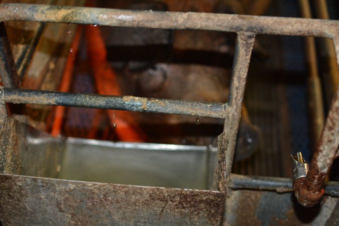 Water dripping into feed tray