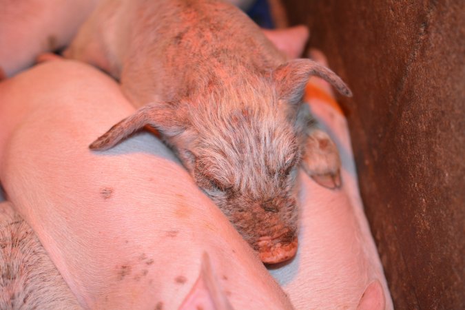 Piglet with mange