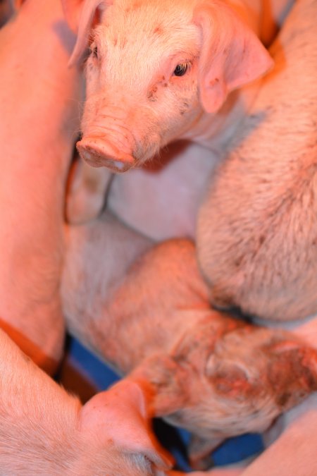 Piglets with mange