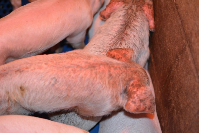 Piglets with mange