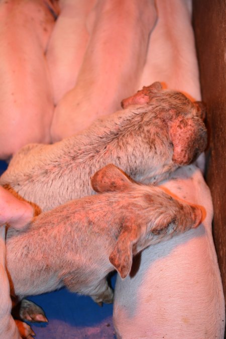 Piglets with mange