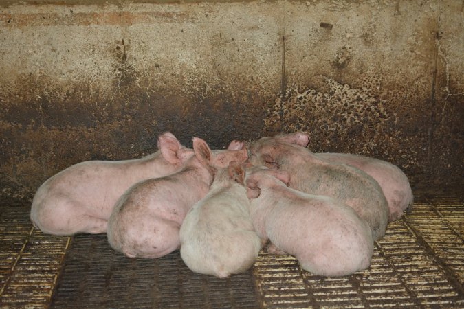Weaner piglets huddling together