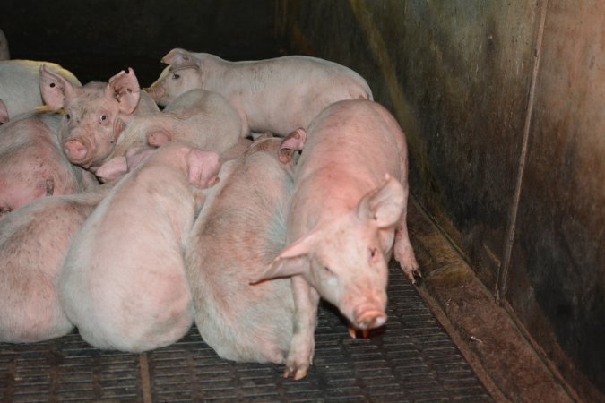 Weaner piglets huddling together