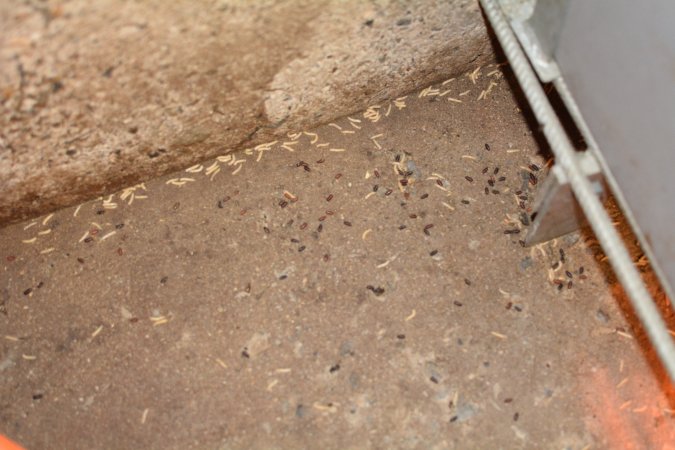 Maggots and bugs on floor of farrowing room