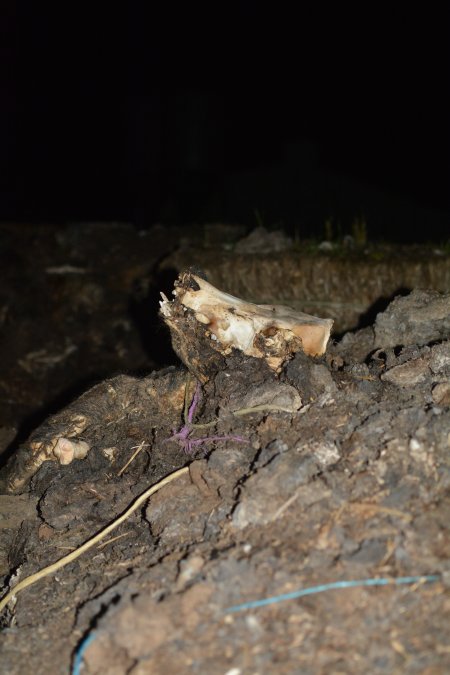 Skull on dead pile outside