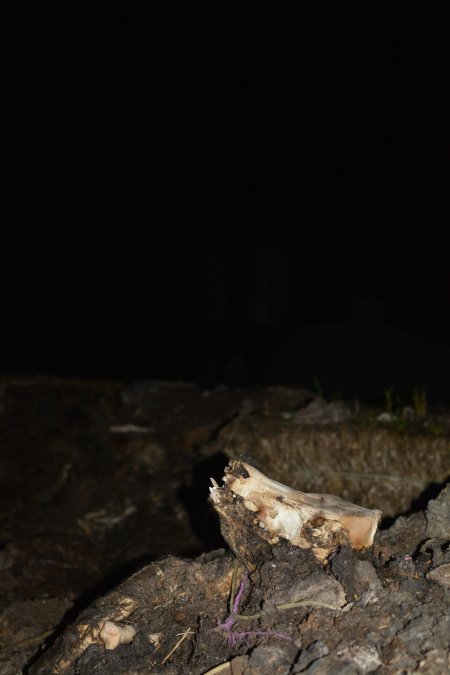 Skull on dead pile outside