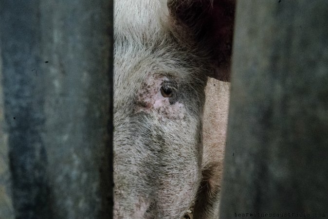 Pig at saleyard