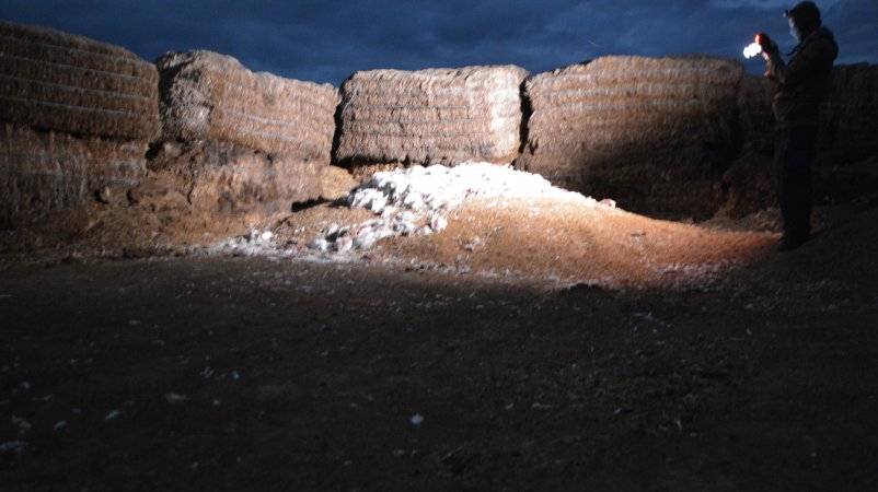 Dead pile at broiler farm