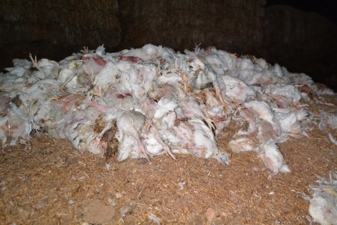 Dead pile at broiler farm