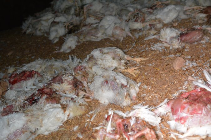 Dead pile at broiler farm