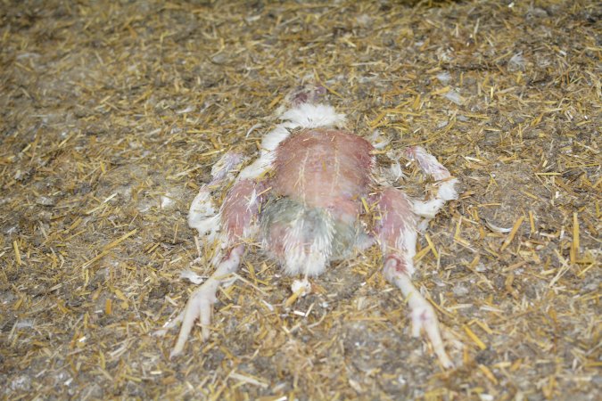 Young broiler chickens, 3 week age estimate