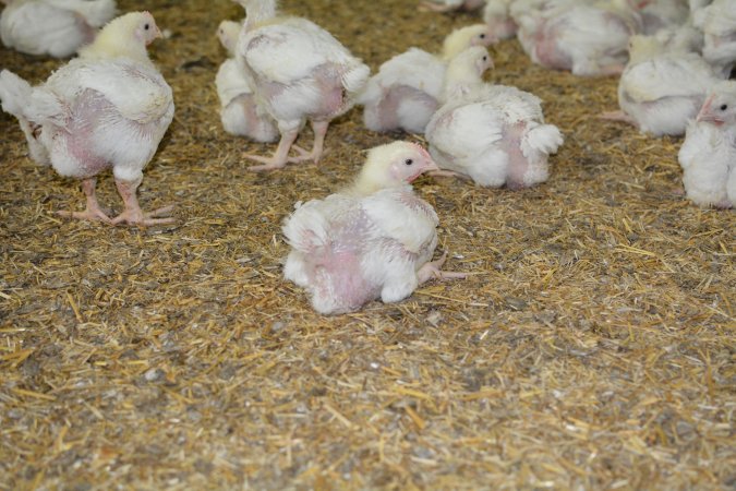 Young broiler chickens, 3 week age estimate