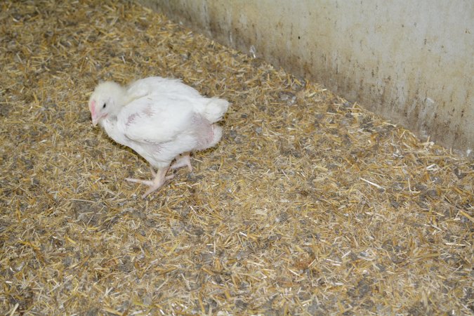 Young broiler chickens, 3 week age estimate