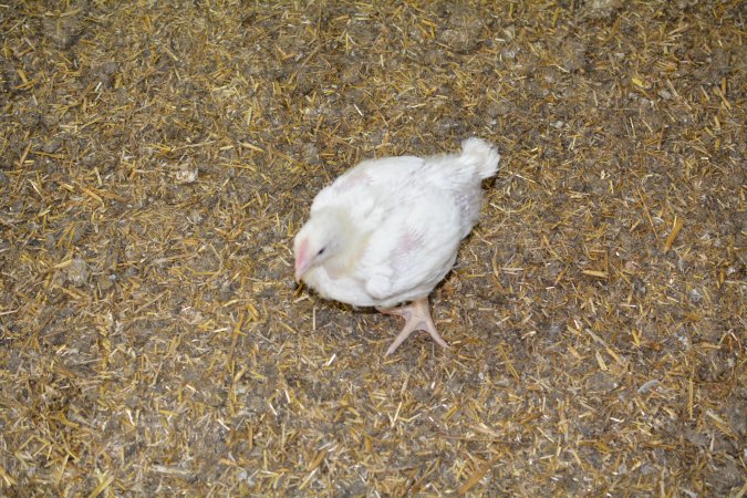 Young broiler chickens, 3 week age estimate
