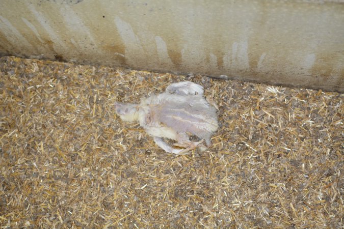 Young broiler chickens, 3 week age estimate