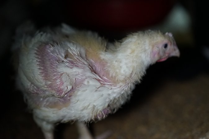 Broiler (meat) chickens approx 3 weeks