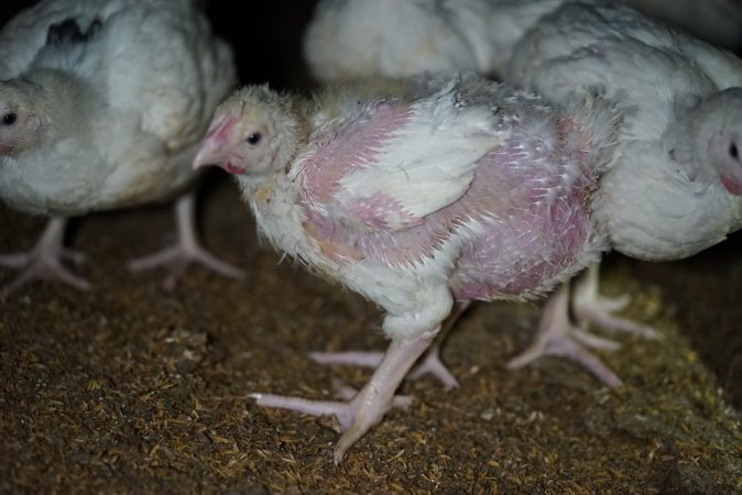 Broiler (meat) chickens approx 3 weeks