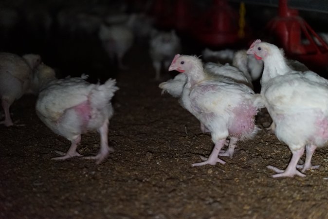 Broiler (meat) chickens approx 3 weeks