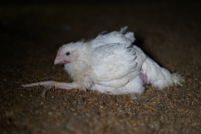 Broiler (meat) chickens approx 3 weeks