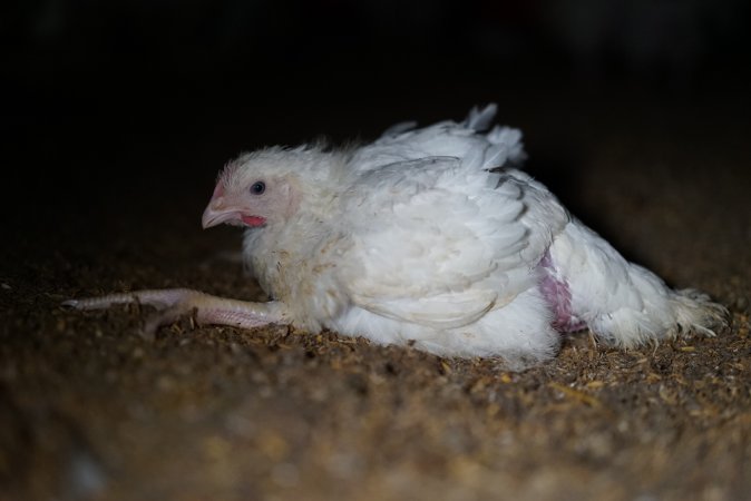 Broiler (meat) chickens approx 3 weeks