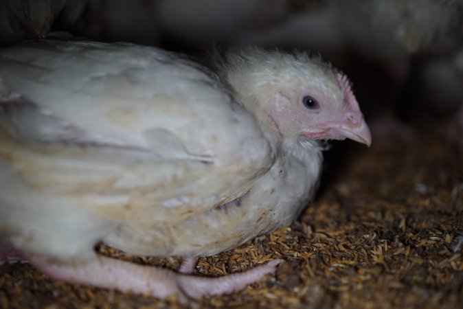 Broiler (meat) chickens approx 3 weeks