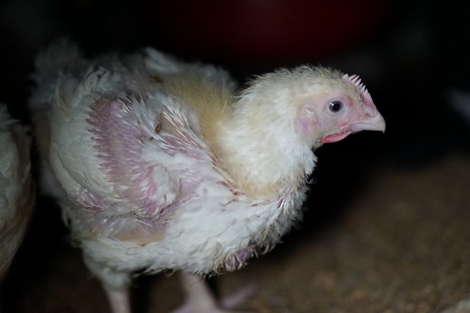 Broiler (meat) chickens approx 3 weeks