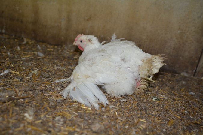 Broiler (meat) Chickens approx 6 weeks