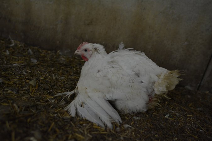 Broiler (meat) Chickens approx 6 weeks