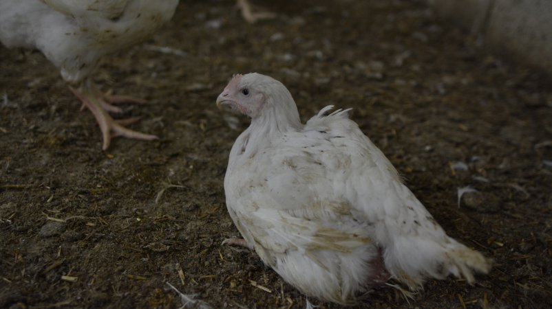 Broiler (meat) Chickens approx 6 weeks