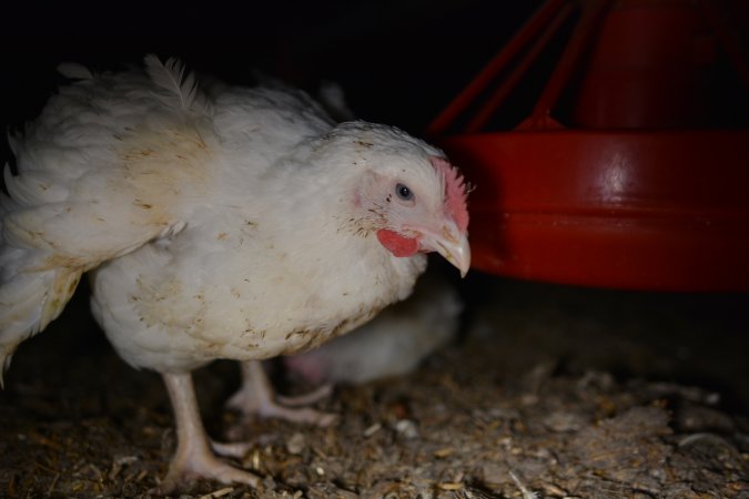 Broiler (meat) chickens approx 7 weeks