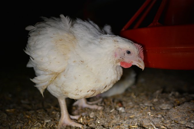 Broiler (meat) chickens approx 7 weeks