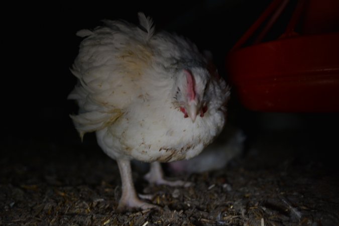 Broiler (meat) chickens approx 7 weeks