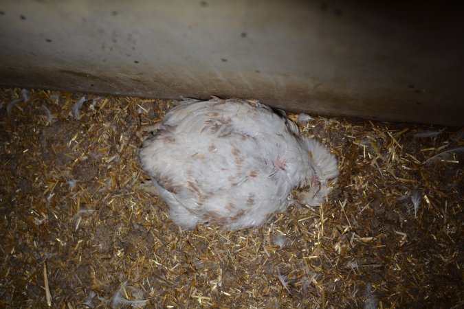 Broiler (meat) chickens approx 7 weeks